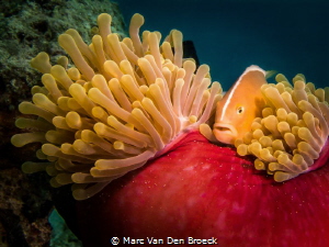 Zanzibar nemo by Marc Van Den Broeck 